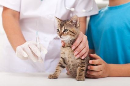 Cat Vaccinations – Everything You Should Know