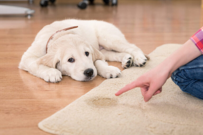 Tips for Conquering Pet Odors