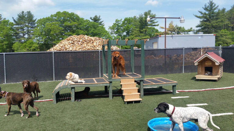 Choosing the Right Dog Day Care