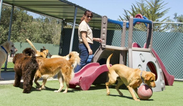 Tips for Choosing A Doggie Day Care