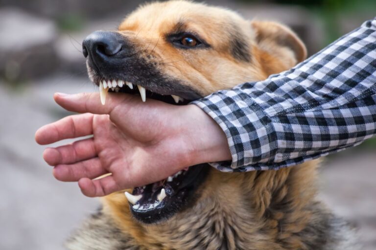 Benefits of hiring a skilled dog bite lawyer!