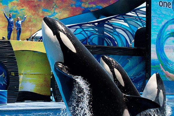How to Buy Discount SeaWorld San Diego Tickets